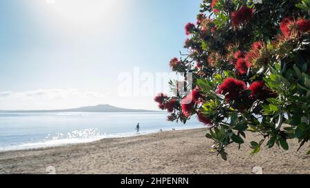 Pohutukawa alberi in piena fioritura con Rangitoto Isola sullo sfondo. Persone fuori fuoco e cani a piedi a Milford Beach, Auckland. Foto Stock