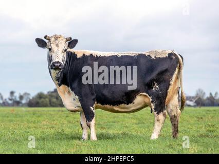 Bella mucca con striscia dorsale e corna, una mucca nera chiazzata, speciale vecchia razza in Olanda, bianco e nero Foto Stock