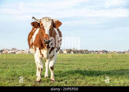 Carino rosso marrone mucca da latte si erge in un prato, cielo blu, erba verde sul corno Foto Stock