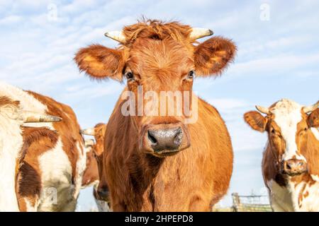 Testa di mucca rossa cornuta con naso nero e calma espressione amichevole camminare in un gregge di mucche e sfondo azzurro pallido Foto Stock