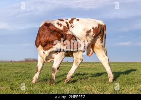 Bull leccando le sue palle, prurito bullock, piegando agile e flessibile con un anello nasale in un campo e cielo blu orizzonte Foto Stock