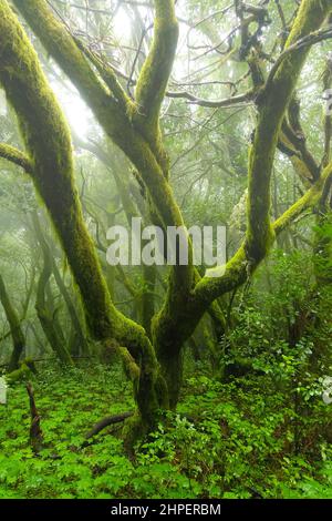 Alberi di muschio nella foresta sempreverde nuvolosa del Parco Nazionale di Garajonay, la Gomera, Isole Canarie, Spagna. Foto Stock