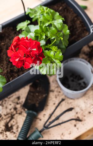 Processo di trapianto di geranio. Vasi di fiori e attrezzi da giardino. Foto Stock