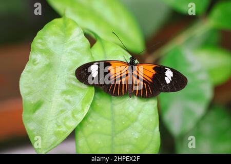 Vista dorsale della farfalla di Postman sulla foglia verde. Insetto neotropico Postman comune (Heliconius Melpomene). Foto Stock