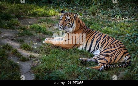 Tigre malese nel giardino zoologico. Panthera Tigris Tigris in via di estinzione adagiato su Green Grass nello Zoo. Foto Stock