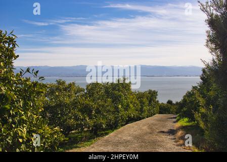 Fattoria Mikan a Uki City e Yatsushiro Sea, Kyushu Region, Giappone Foto Stock