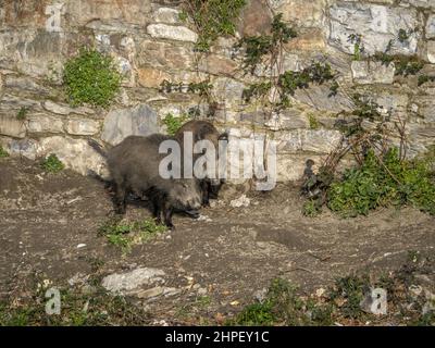 Peste suina cinghiale a Genova città fiume Bisagno Italia fauna selvatica urbana Foto Stock