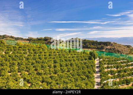 Fattoria Mikan a Uki City, Prefettura di Kumamoto, Giappone Foto Stock