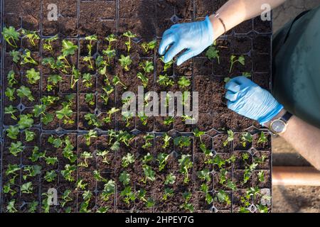 Piantando file di giovani piante di pelargonio in serre, vista dall'alto Foto Stock