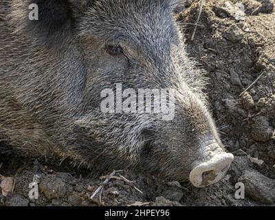 Peste suina cinghiale a Genova città fiume Bisagno Italia fauna selvatica urbana Foto Stock
