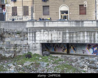 Peste suina cinghiale a Genova città fiume Bisagno Italia fauna selvatica urbana Foto Stock