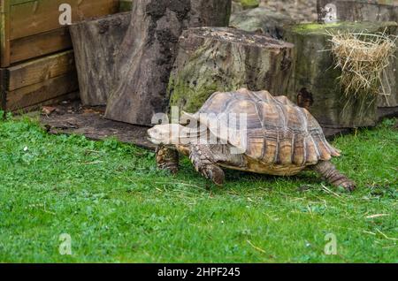 La tartaruga di Spur Thighed africana nello zoo per bambini, i giardini del castello Ashby, Northamptonshire, Regno Unito Foto Stock