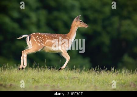 Daini, dama dama, che corrono sulla prateria d'estate da lato. Mammifero femmina avvistato che salta sul campo verde dal profilo. La buccia marrone in movimento su p Foto Stock