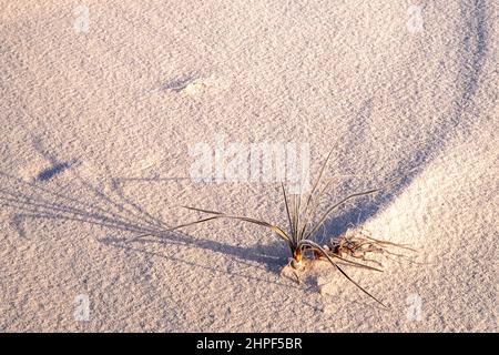 Gelo di mattina su una pianta di yucca di soaptree e sulla sabbia bianca di gesso in inverno al Parco Nazionale di White Sands, New Mexico. Foto Stock