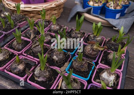 Bulbi e germogli freschi di fiori di giacinto in contenitori di plastica di diversi colori in fioreria. Acquisto di piante di primavera per piantare fiori in pentole interne o per letto di fiori. Messa a fuoco morbida e selettiva Foto Stock