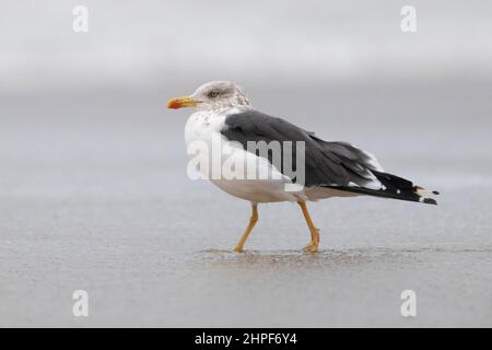Gull con supporto nero minore (Larus fuscus intermedius), vista laterale di un adulto in piedi sulla riva, Campania, Italia Foto Stock