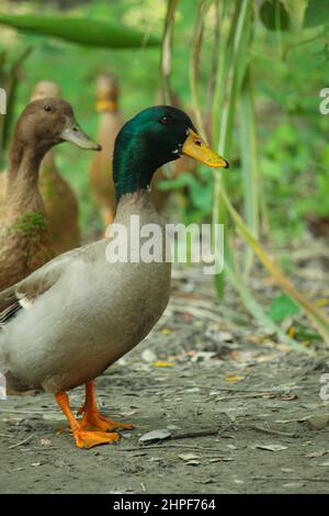 Ritratto di anatra del Bangladesh maschio Foto Stock