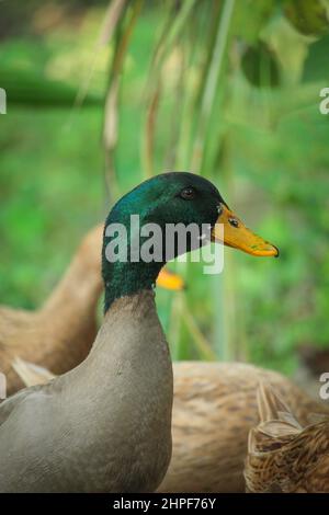 Ritratto di anatra del Bangladesh maschio. Foto Stock