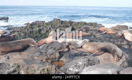 Wild SEALs Rookery, leoni marini poggiati su una spiaggia rocciosa dell'oceano, la Jolla Wildlife, San Diego, California Coast, USA. Giovani animali marini colonia in libertà, mandria in habitat naturale, onde d'acqua da scogliere. Foto Stock