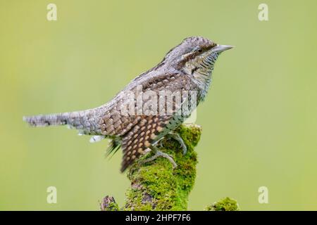 Eurasian Wryneck (Jynx Torquilla), vista laterale di un adulto arroccato su un vecchio ramo, Campania, Italia Foto Stock