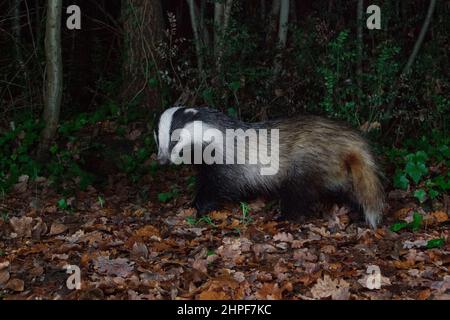 Badger europeo (Meles meles), vista laterale di un adulto che cammina in un bosco, Campania, Italia Foto Stock