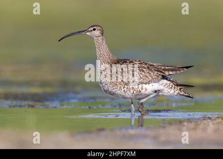 Eurasian Whimbrel (Numenius phaeopus), vista laterale di un adulto che cammina in acqua, Campania, Italia Foto Stock