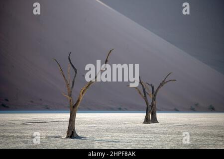Bella foto di alberi secchi, misteriosa ombra sulla duna alle spalle, Namibia. Foto Stock