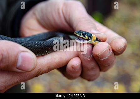 L'erba serpente Natrix natrix in mani dell'uomo. Primo piano immagine del serpente. Foto Stock