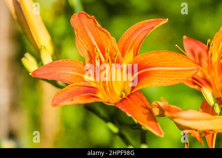 Fiori di giglio d'arancio in un giardino privato. Foto Stock