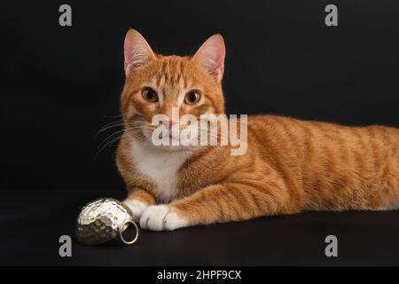 Ritratto di giovane gatto zenzero arabo onorato guardando la macchina fotografica su sfondo nero. Animali domestici Foto Stock