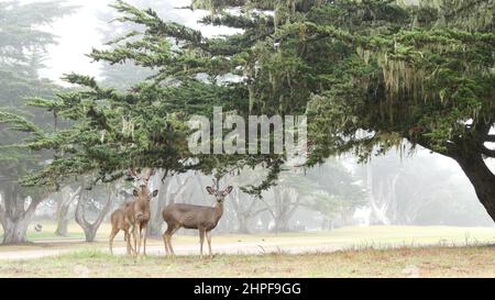 Selvaggio giovane cervi famiglia pascolo, erba verde prato, gruppo o mandria di animali giovani. Molti fawns adorabili, carino calfs sotto cipresso albero in libertà, valle o prato in foresta. Leccetta di merletto. California. Foto Stock