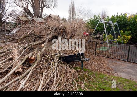 Londra, Regno Unito. 21st Feb 2022. Fallen Tree in Garratt Park Wandsworth sullo spazio giochi per bambini durante la tempesta Eunice Credit: JOHNNY ARMSTEAD/Alamy Live News Foto Stock