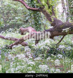 Aglio selvatico in un bosco del Devon che cresce accanto ad un tronco di albero caduto. Foto Stock