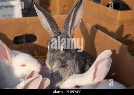 Coniglio in vendita sul mercato. Un bel coniglio bianco e grigio domestico con lunghe orecchie si siede in una scatola di cartone. Foto Stock