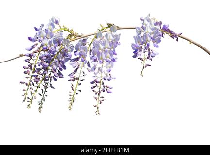 Ramo di fiori di Wisteria isolato su sfondo bianco. Messa a fuoco selettiva. Foto Stock