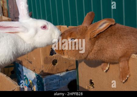 Conigli in vendita sul mercato. Un bel rabbitand domestico rosso e bianco appeso lunghe orecchie siede in una scatola di cartone. Foto Stock