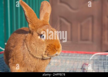 Coniglio in vendita sul mercato. Un bel rabbitand domestico rosso appeso lunghe orecchie siede in una scatola di cartone. Foto Stock