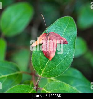 feuille d'éraable de Montpellier Foto Stock