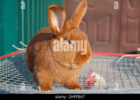 Coniglio in vendita sul mercato. Un bel rabbitand domestico rosso appeso lunghe orecchie siede in una scatola di cartone. Foto Stock