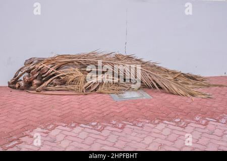 Foglie di palme essiccate invecchiate accuratamente raccolte dai pulitori della città che si trovano sul marciapiede dopo uragano tempesta di sabbia Foto Stock