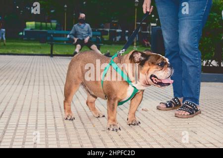 bulldog inglese in piedi in una piazza, a piedi con i suoi proprietari. Foto Stock
