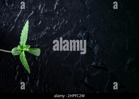 Germoglio vegetale di cannabis su sfondo nero con spazio copia. Coltivazione di marijuana medicinale a casa Foto Stock