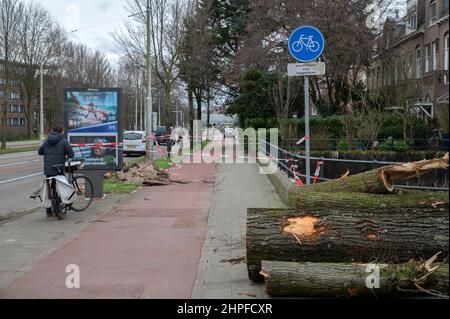 Tree Cut Down alla tempesta Eunice ad Amsterdam Paesi Bassi 19-2-2022 Foto Stock