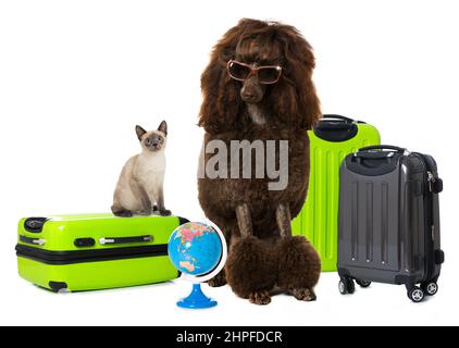 Cane e gatto vanno in vacanza Foto Stock