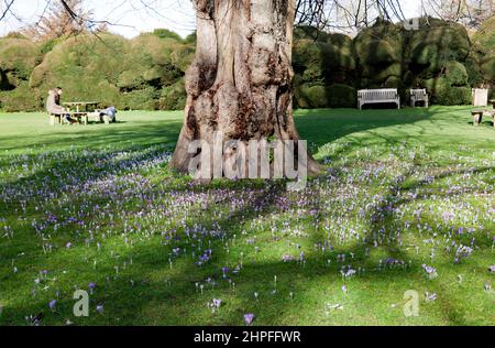 Vista dei Giardini del Castello di Walmer , che mostrano il Cloud Hedge e i Crocuses invernali in Bloom Foto Stock