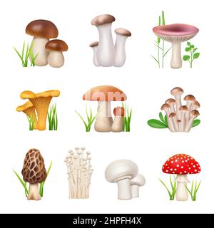 Funghi realistici. Alimentazione vegetariana funghi chanterelle gustosi prodotti decente collezione di funghi vettoriali Illustrazione Vettoriale