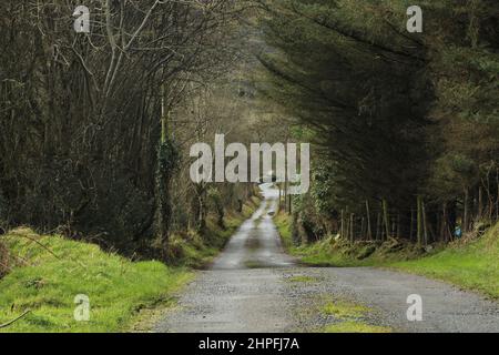 Strada attraverso la foresta in Irlanda rurale Foto Stock