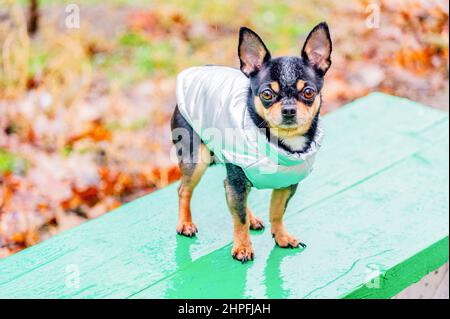 Animali domestici. Un cane in un gilet grigio si erge su una panca verde. Foto Stock