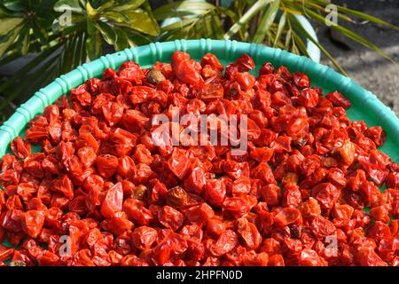 Il peperoncino himalayano, conosciuto come dalle Khursani, è uno dei più caldi del mondo. Foto Stock