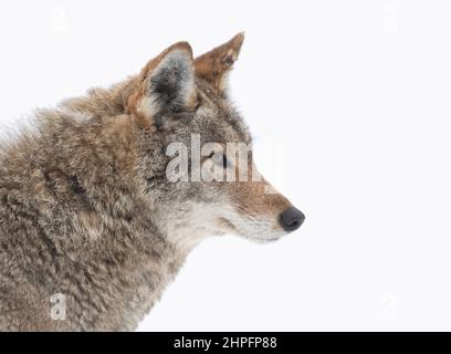 Un coyote solone (Canis latrans) closeup nella neve d'inverno in Canada Foto Stock